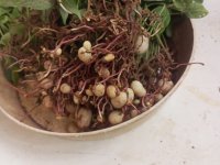 3_Harvested 10 weeks old bambara groundnut plant