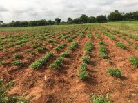 4_Plot with 6 weeks old bambara groundnut (Vigna subterranea) plants