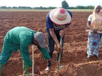 6_Setting up a field trial with bambara groundnut at IITA Mokwa station in Niger State, Nigeria