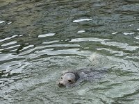 Radek Zdansky_Tulenˇ