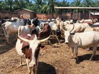 Jan Staš_Produkci původních, ale i nových plemen skotu se v podmínkách SAR velice daří