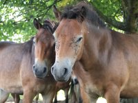Robin Kilbu_fotografie exmoorskych poniku_Milovice