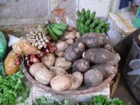 Our plant biodiversity research in Peru