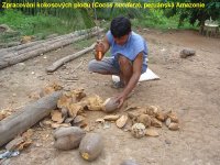 Coconut processing in Peru