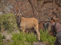 Western Derby Eland Conservation Programmme