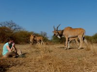 Our student observing behaviour of Western Derby elands