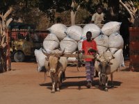 Our animal production project in Ethiopia