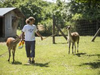 Our projecf focused on Guanacos breeding