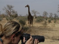 FTA project focused on behaviour of giraffes