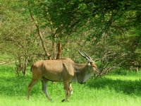 Antilopa Derbyho