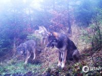 Vlci z Kysucké vrchoviny na Slovensku. V této oblasti se setkávají zvířata z karpatské a středoevropské nížinné populace.