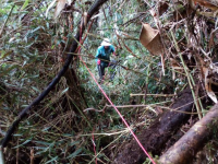 Making of plots in forest