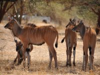 Mláďata antilopy Derby - Calves of Derby eland