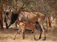 Příbuznost zvířat je určována nejen podle kojení - Kinship of animals is determined not only by nursing