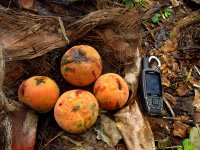 Garcinia kola (bitter kola), sampling in Cameroon by Anna Maňourová