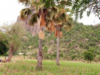 Agroforestry in Nigeria, photo by Abubakar Yahaya Tama