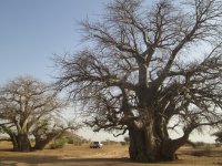 Baobab trees in North Kordofan, Sudan. Photo by Anna Chládová