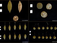 Baobab fruits sampled in Sudan for morphological characterisation. Photo by Anna Chládová.