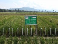 Rice field experiment in Myanmar by Aye Aye Thant, IRRI (International Rice Research Institute) and DAR (Department of Agricultural Search).