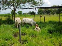 Nikola Teutscherova evaluating impacts on (silvo-)pastoral systems on soil properties and pasture productivity, Colombia