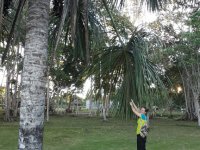 Dita Mervartová is sampling palm aguaje (Mauritia flexuosa) in Peruvian Amazon