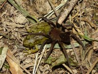 Spider eating a frog in Peruvian Amazon, photo by Dita Mervartová