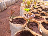 Project: Enhancement of livelihoods in the Kenyan Coastal Region by supporting Organic and Fair Trade certification of smallholders
