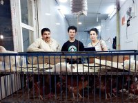 In a shop selling a live chicken in the bazaar - Iraqi Kurdistan Sulaymaniyah city centre