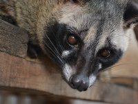 Oviječ skvrnitý - Asian palmcivet - Paradoxurus hermaphroditus, pravděpodobný mezihostitel umožňující přenos na člověka