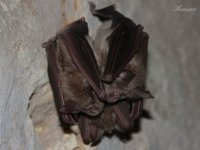 Vrápenec - Greater horseshue bat - Rhinolophus ferrumequinum, jeden z možných rezervoárů koronaviru