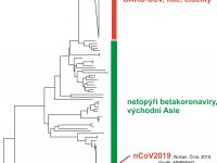Fylogenetický strom ukazující příbuznost mezi betakoronaviry příbuznými k SARS-korovaviru. Ze vzájemných příbuzností je patrné, že nový koronavirus, nCoV2019, je jen vzdáleně příbuzný těm, které stály za vznikem pandemie SARS.