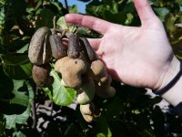 Dozrávající plod kešu společně s ořechem