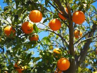 Občas se objeví informace, že se na jižní Moravě budou kvůli nárůstu teploty v budoucnu pěstovat citrusy. Je to reálné?