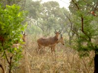 Náhodné střetnutí se stádem buvolců západoafrických (Alcelaphus buselaphus major)