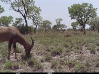 Pasoucí se korrigum (Damaliscus lunatus korrigum) zachycený na jedné z fotopastí