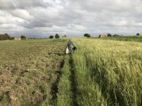 A woman searching for wild edible plants