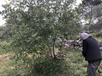 A farmer beside the tree of carob (Ceratonia siliqua)