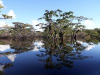 Dita Mervartová - Genetic diversity of aguaje (Mauritia flexuosa) in Peruvian and Ecuadorian Amazon