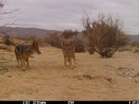 Alba Andrés Criado - Small-carnivores population survey in Southern Namibia