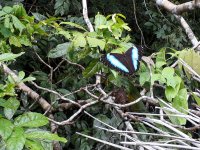 Dita Mervartová - Genetic diversity of aguaje (Mauritia flexuosa) in Peruvian and Ecuadorian Amazon