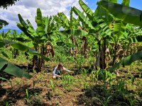 Místní zemědělské praktiky v praxi - intercropping, Anna Maňourová