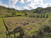 A typical field with an erosion control ditch and traditional-style residue piles