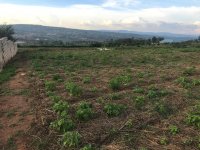 Chili pepper farm