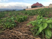 Chili pepper farm