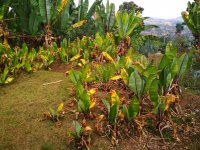 Ensette, the false banana, one of the major ingredients of the Ethiopian cuisine