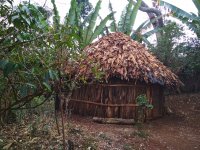 Traditional dwelling with ensette and coffee plants