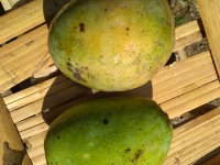 Apple mango, Kent; Improved varieties of mango