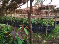 Mango tree nursery