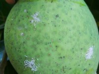 White mango scale on the fruit