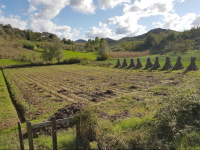 A typical field in Albania with an erosion control ditch and traditional-style residue piles (Peter Maes, 2020)